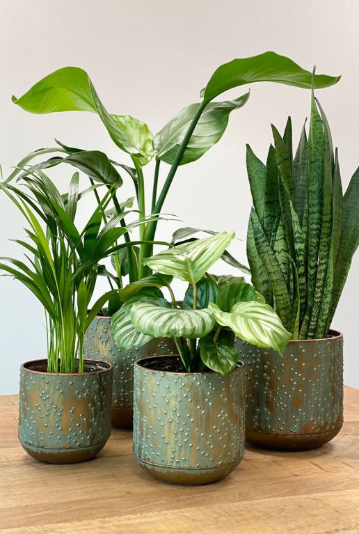Groen goud plantenpot
