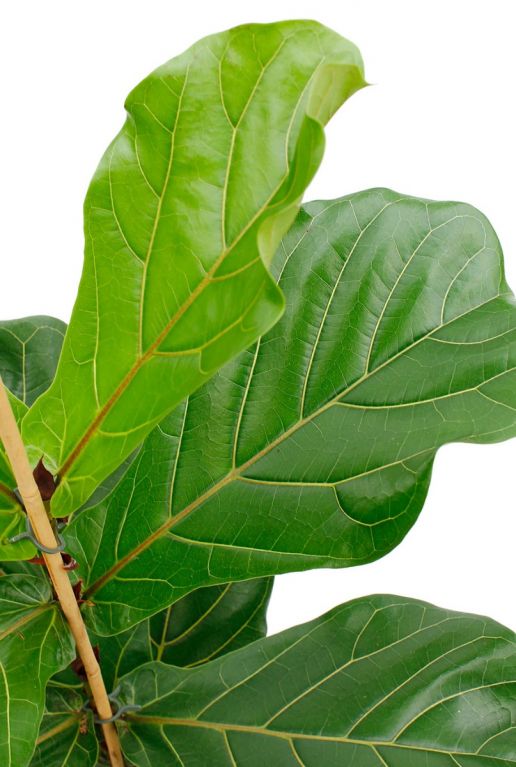 Groen hard blad met dikke nerven ficus 1