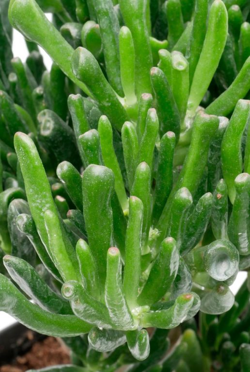 Crassula Hobbit