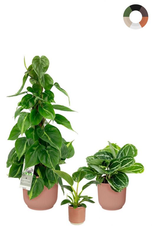 Groene planten in pot