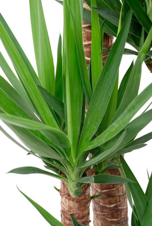 Groene puntige bladeren 2