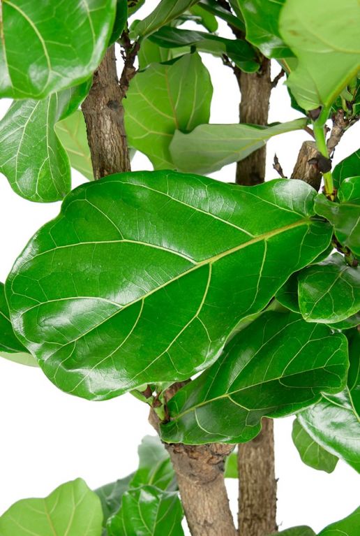 Groot ficus lyrata blad 1 2