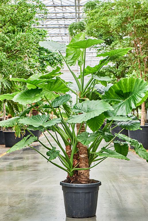 Grote alocasia macrorrhiza