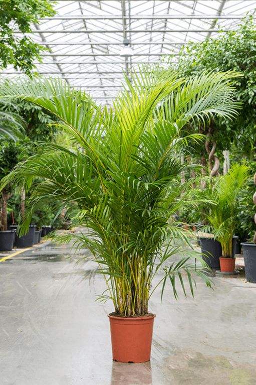Grote areca palm 3