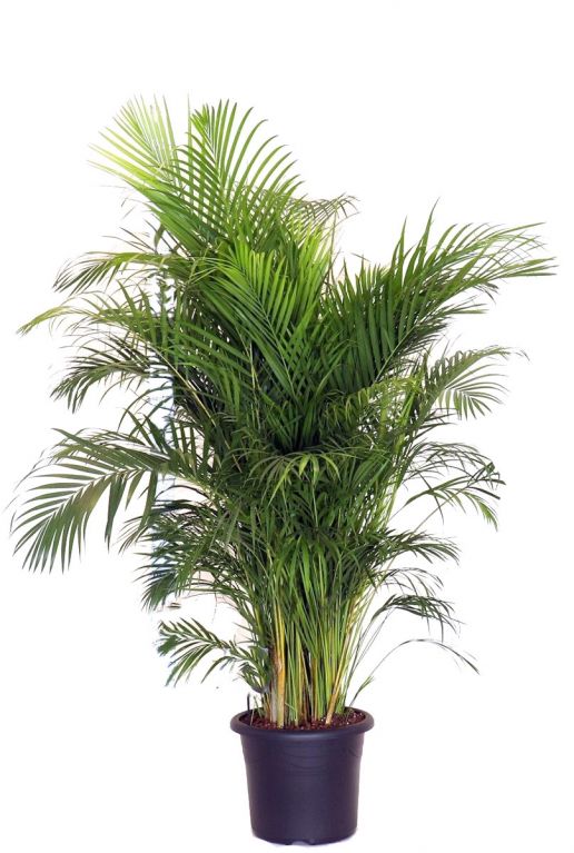 Grote areca palm 4
