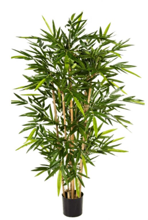 behandeling Herrie kwaadheid de vrije loop geven Bamboo kunstplant van 180cm kopen?- 123planten.nl