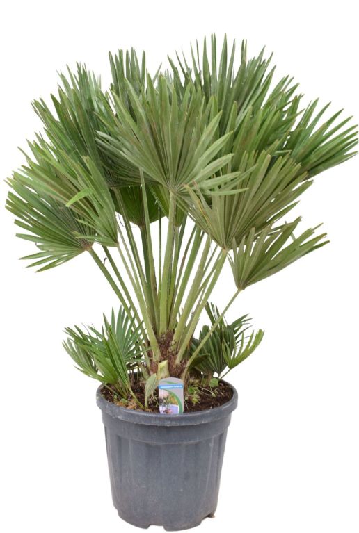 Grote chamaerops humilis palm