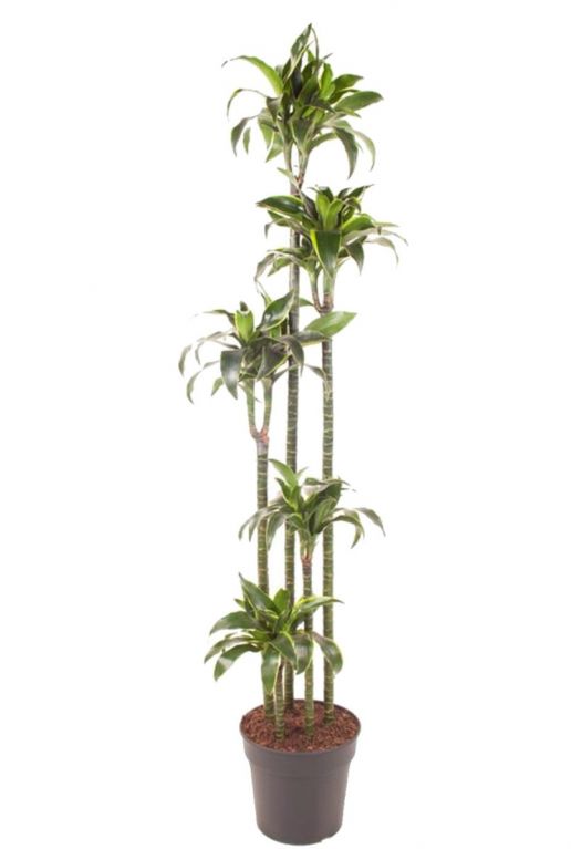 Grote dracaena dorado