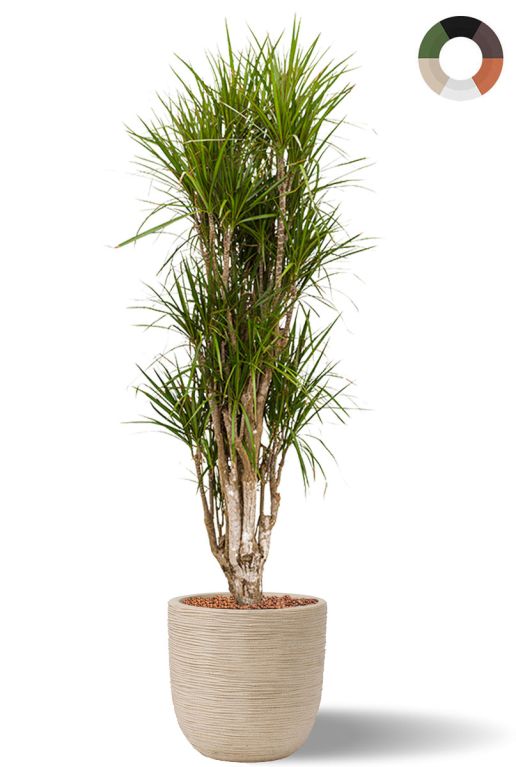 Grote dracaena hydroplant