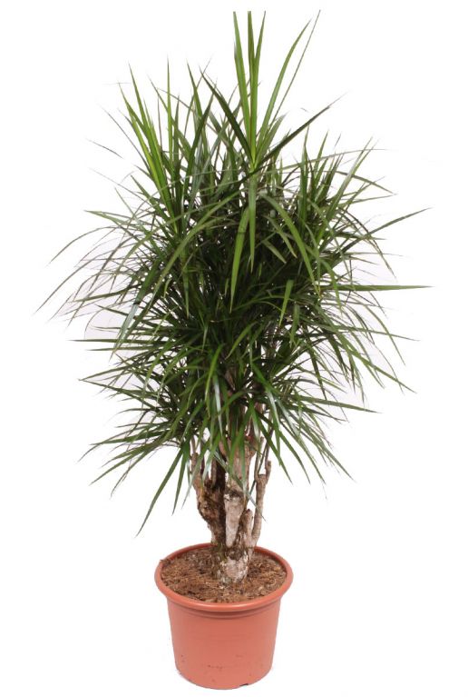 Grote dracaena marginata 1