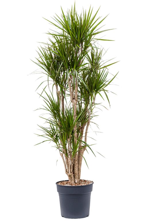Grote dracaena marginata 3