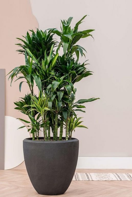 Grote grijze plantenbak 1