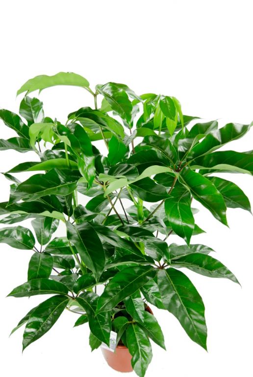 Grote groene schefflera amate