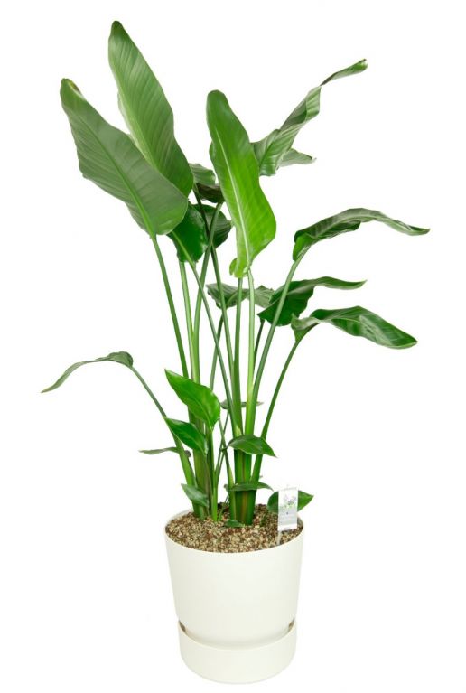 Grote kamerplant in plantenbak