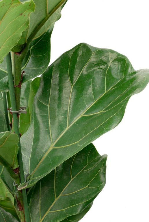 Grote kamerplant lyrata 2