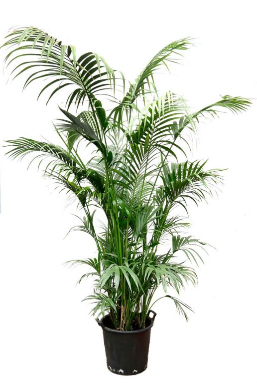 Grote kentia kamerplant palm