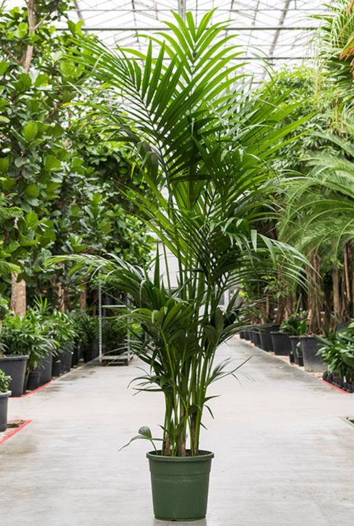 Grote kentia palm 3