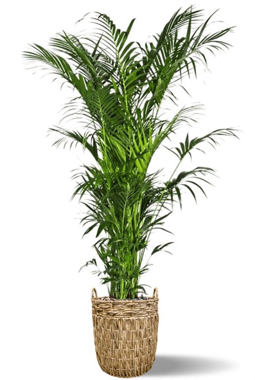 Grote kentia palm in mand