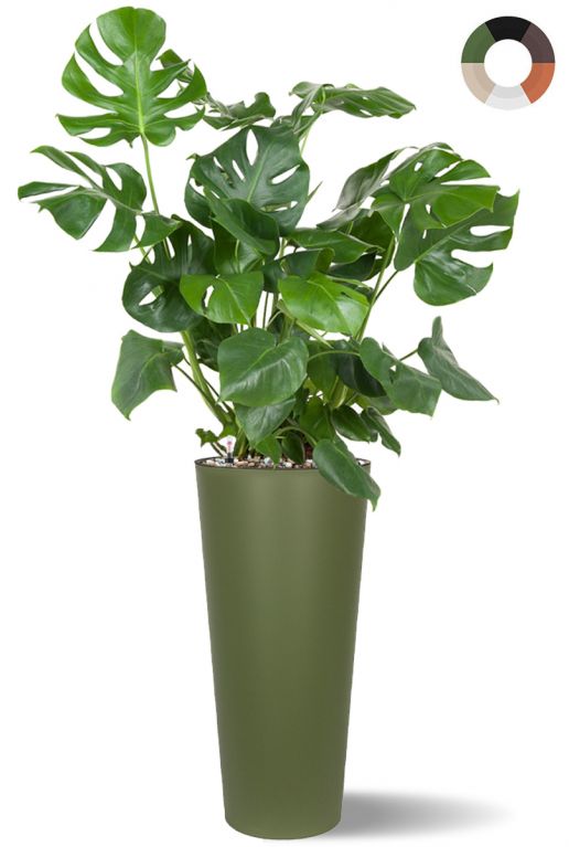 Grote monstera in hoge pot