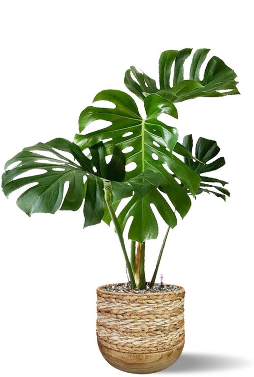 Grote monstera in mand bloempot