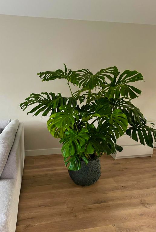 Grote monstera planten