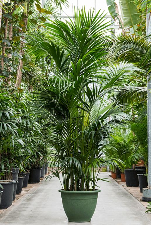 Grote palm kentia