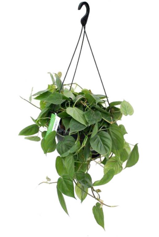 Grote philodendron hangplant 1