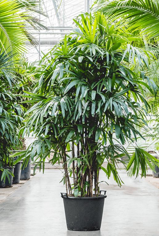 Grote rhapis plant