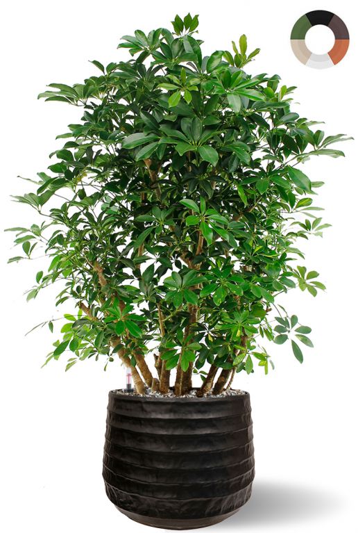 Grote schefflera plant in pot