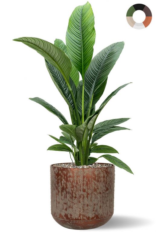 Grote spathiphyllum in pot 1