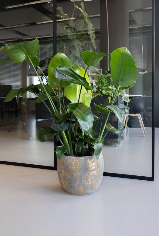 douche Gladys Isoleren Strelitzia Nicolai | Paradijsvogelplant 150cm kopen?- 123planten.nl