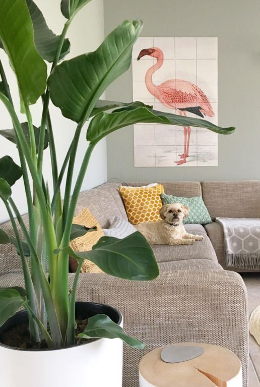 Plante d'intérieur Strelitzia