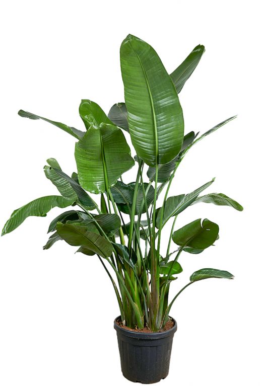Epipremnum Pinnatum Global Green