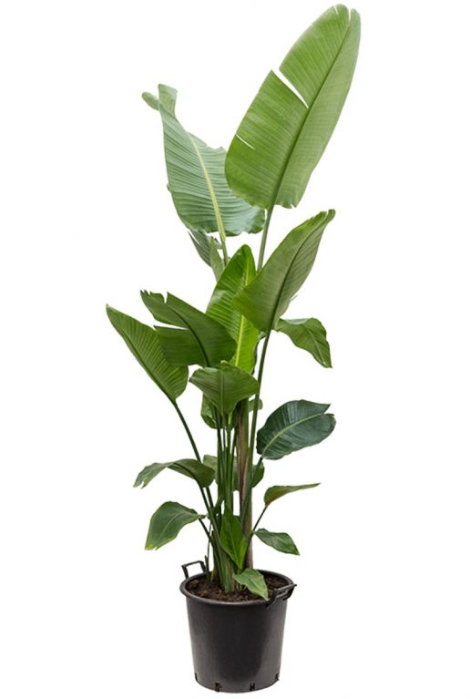 Grote strelitzia plant