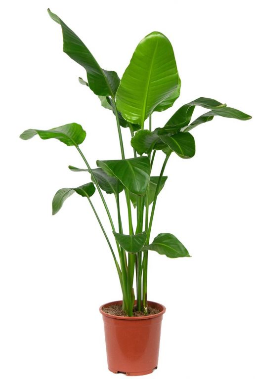 123planten.nl | Strelitzia nicolai - Bird of paradise plant