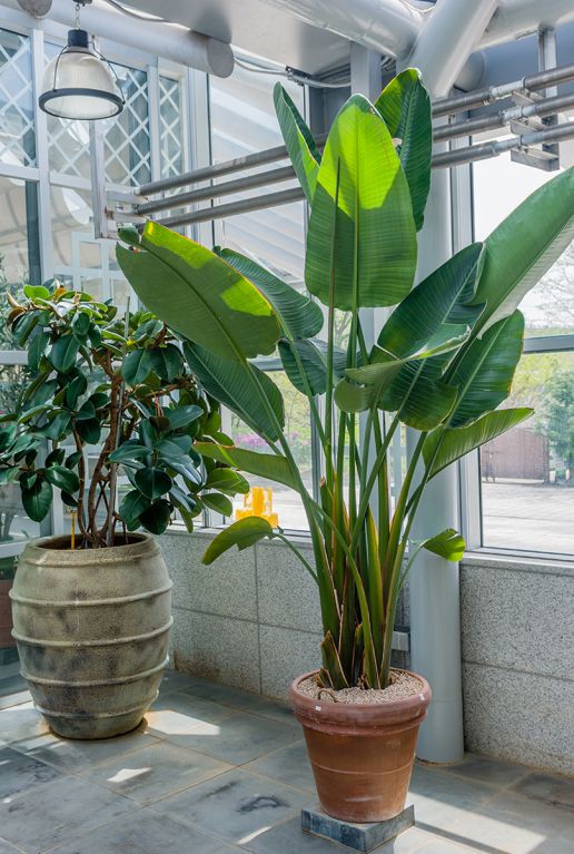 Epipremnum Pinnatum Global Green
