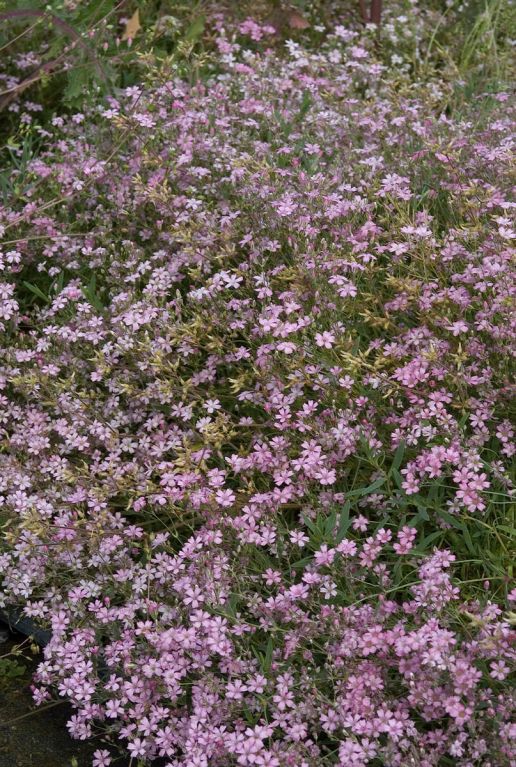 Gypsophila repens rosea p9
