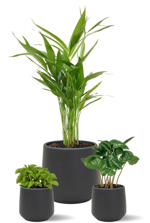 Halfshaduw planten in pot
