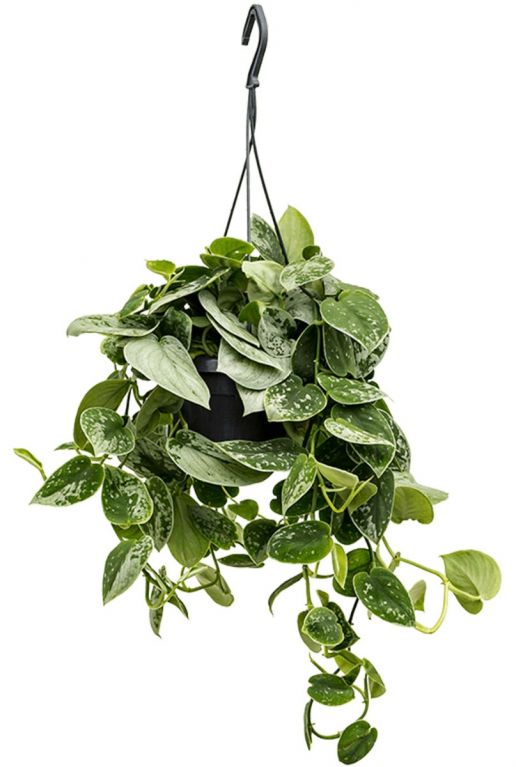 Hangplant scindapsus pictus silvery ann