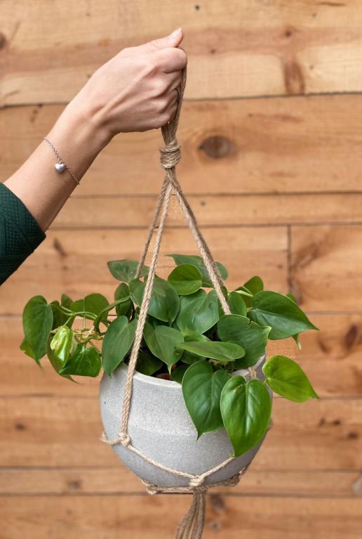 Hangplantje philodendron