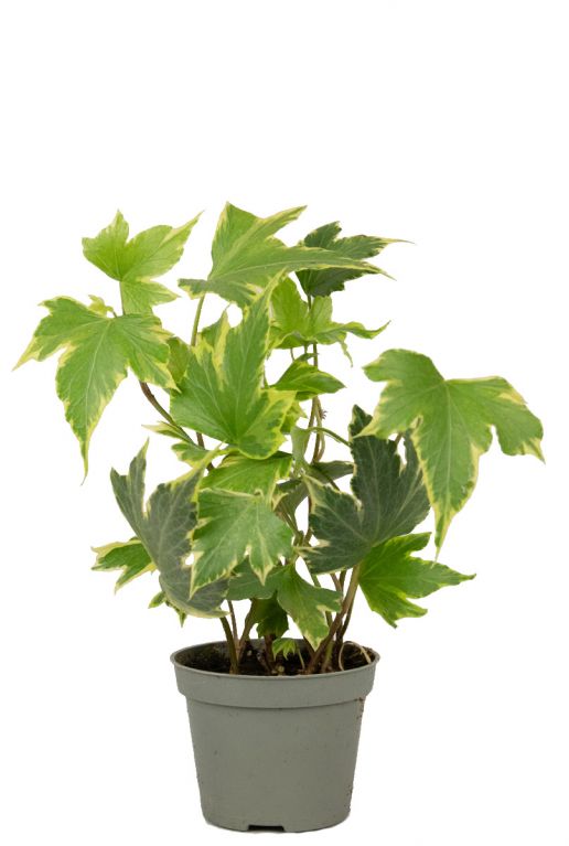 Hedera helix yellow