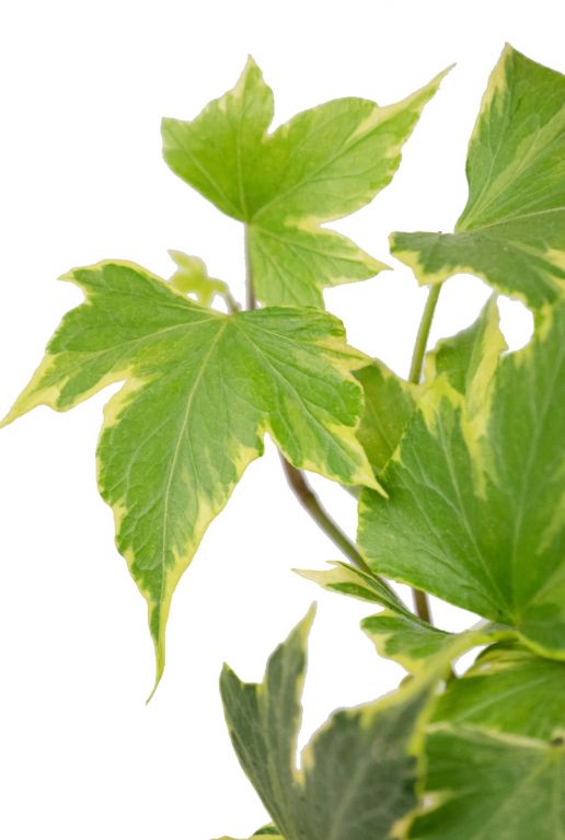 Hedera helix yellow plant