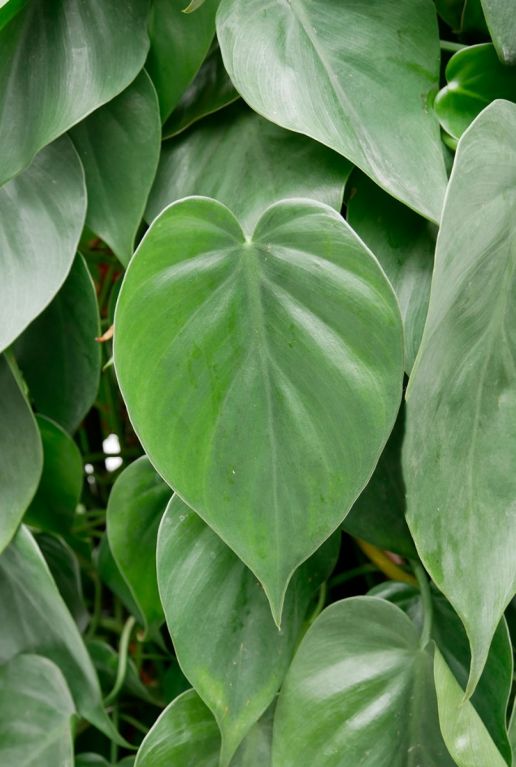 Philodendron scandens