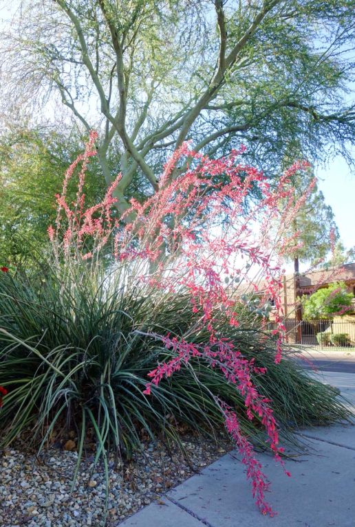 Hesperaloe parviflora tuinplant p19