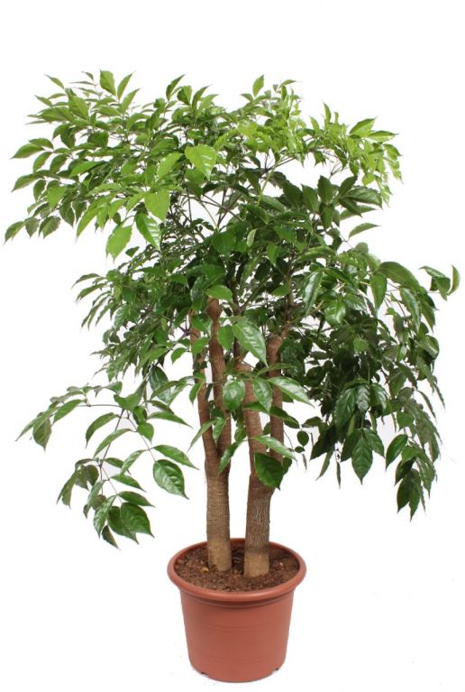 Heteropanax chinensis kamerplant boom