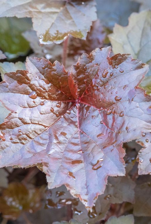 Heuchera micrantha palace purple p9