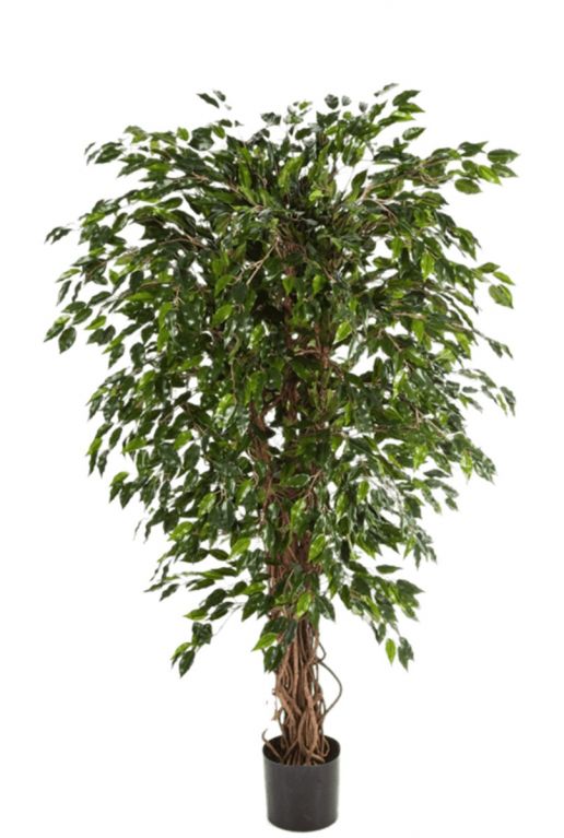 Hoge kunstboom ficus