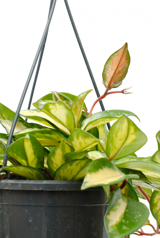 bestellen kopen plant Kamerplant leuke hangplant
