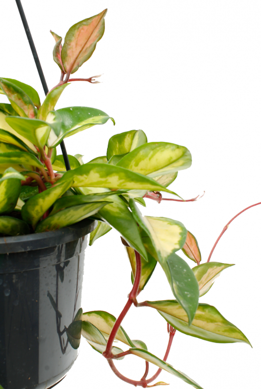 groen blad rood stengel