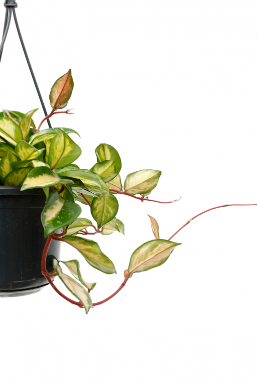 Leuke hangplant bestellen
